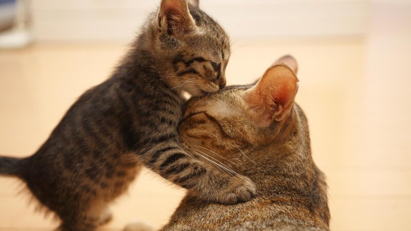 Kitten Nuzzling Adult Cat — Brown, Calm, Photograph, Floor