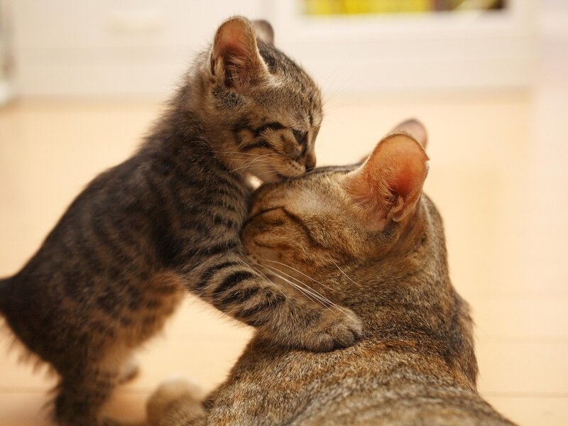 Kitten Nuzzling Adult Cat — Brown, Calm, Photograph