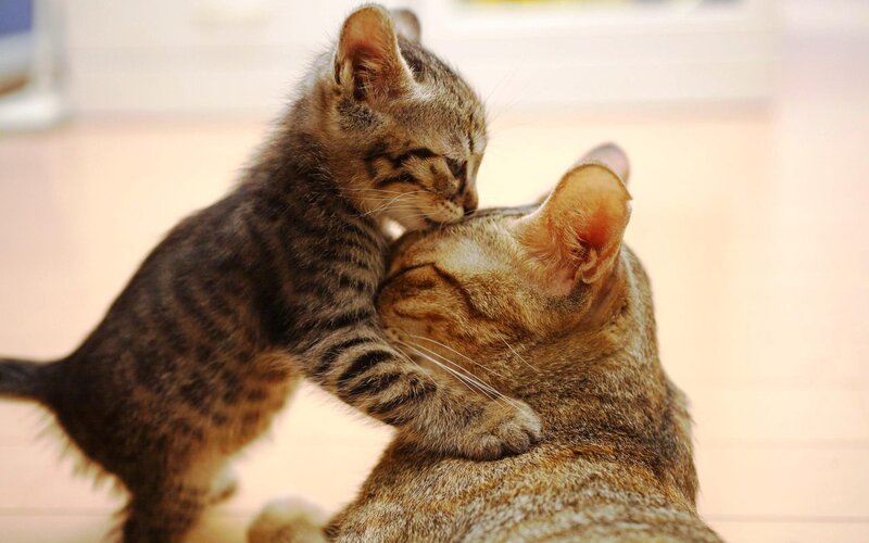 Kitten Nuzzling Adult Cat — Brown, Calm