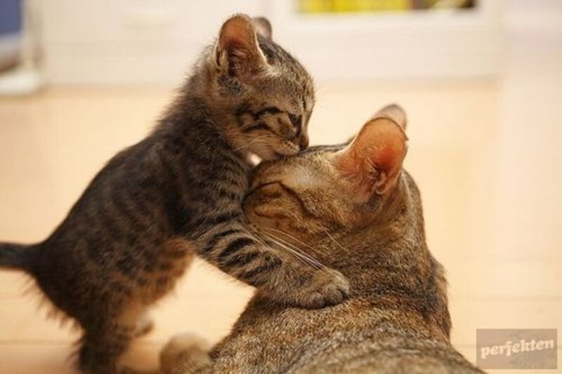 kitten nuzzling mother cat