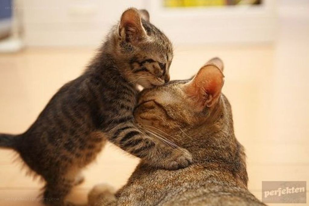 kitten nuzzling mother cat