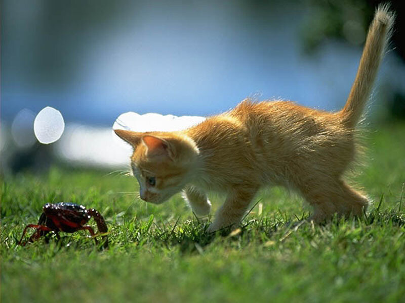 kitten observing a crab