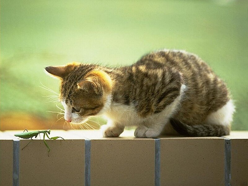 Kitten Observing Mantis