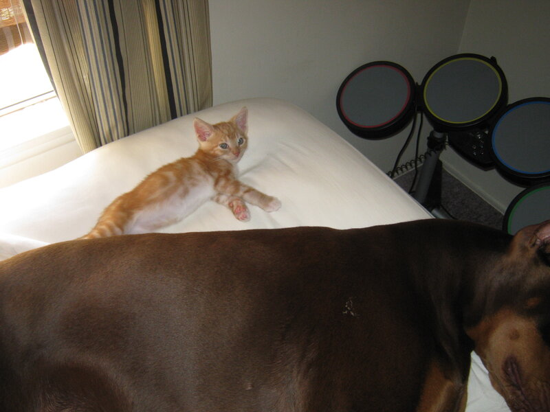 kitten on a bed with dog