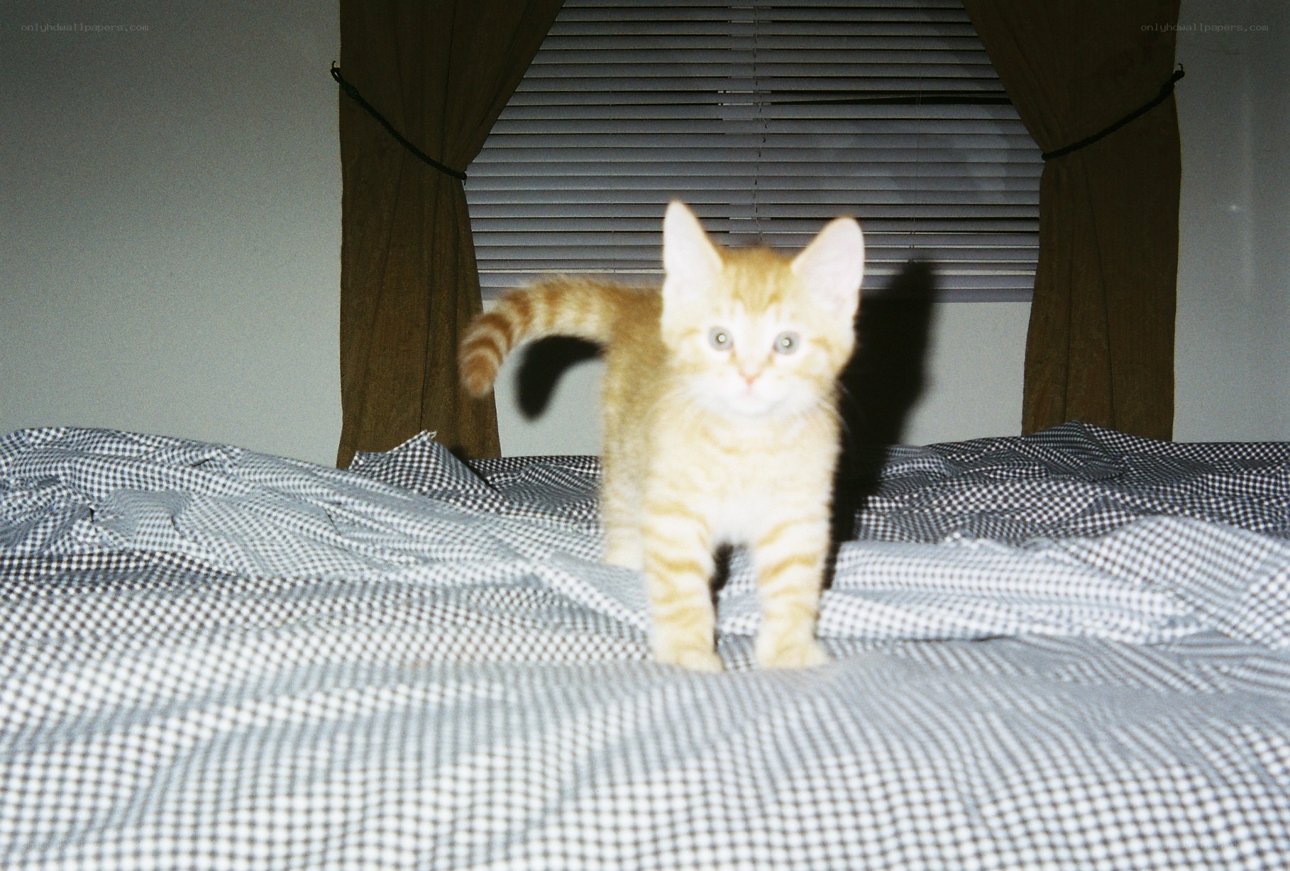kitten on a bed