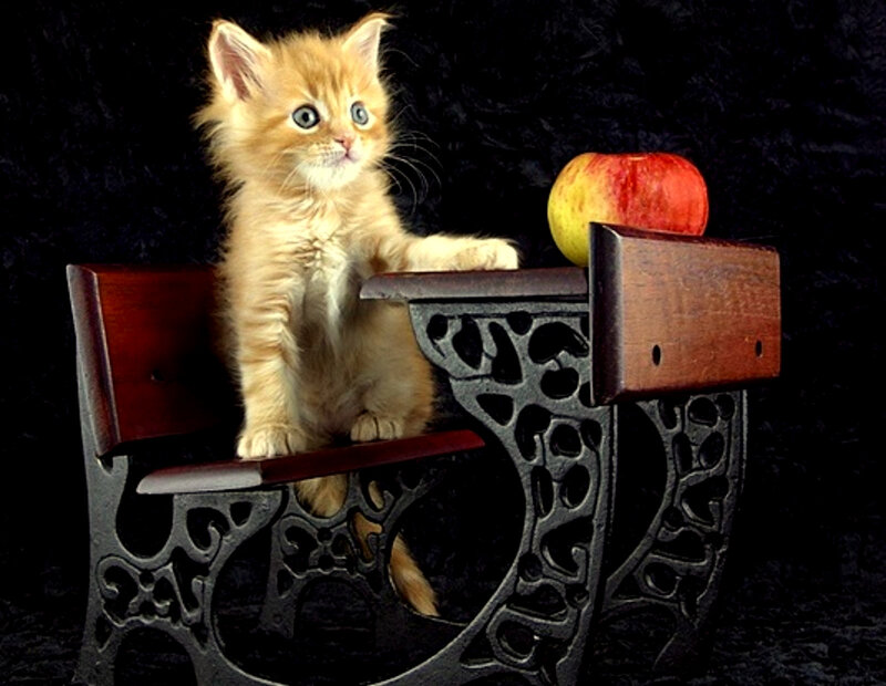 kitten on a bench with apple