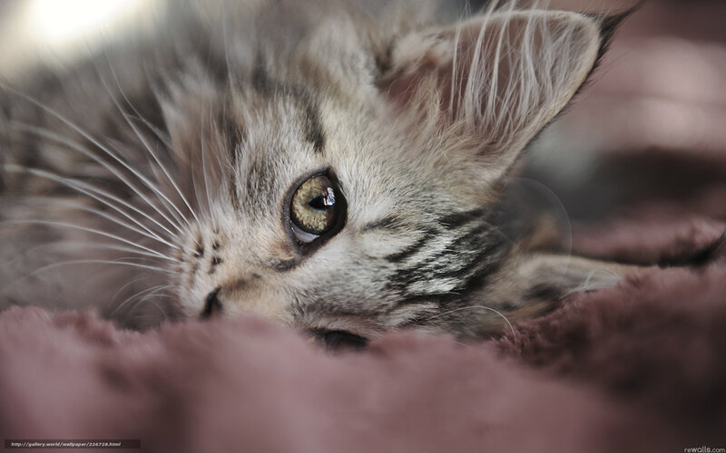 kitten on a blanket