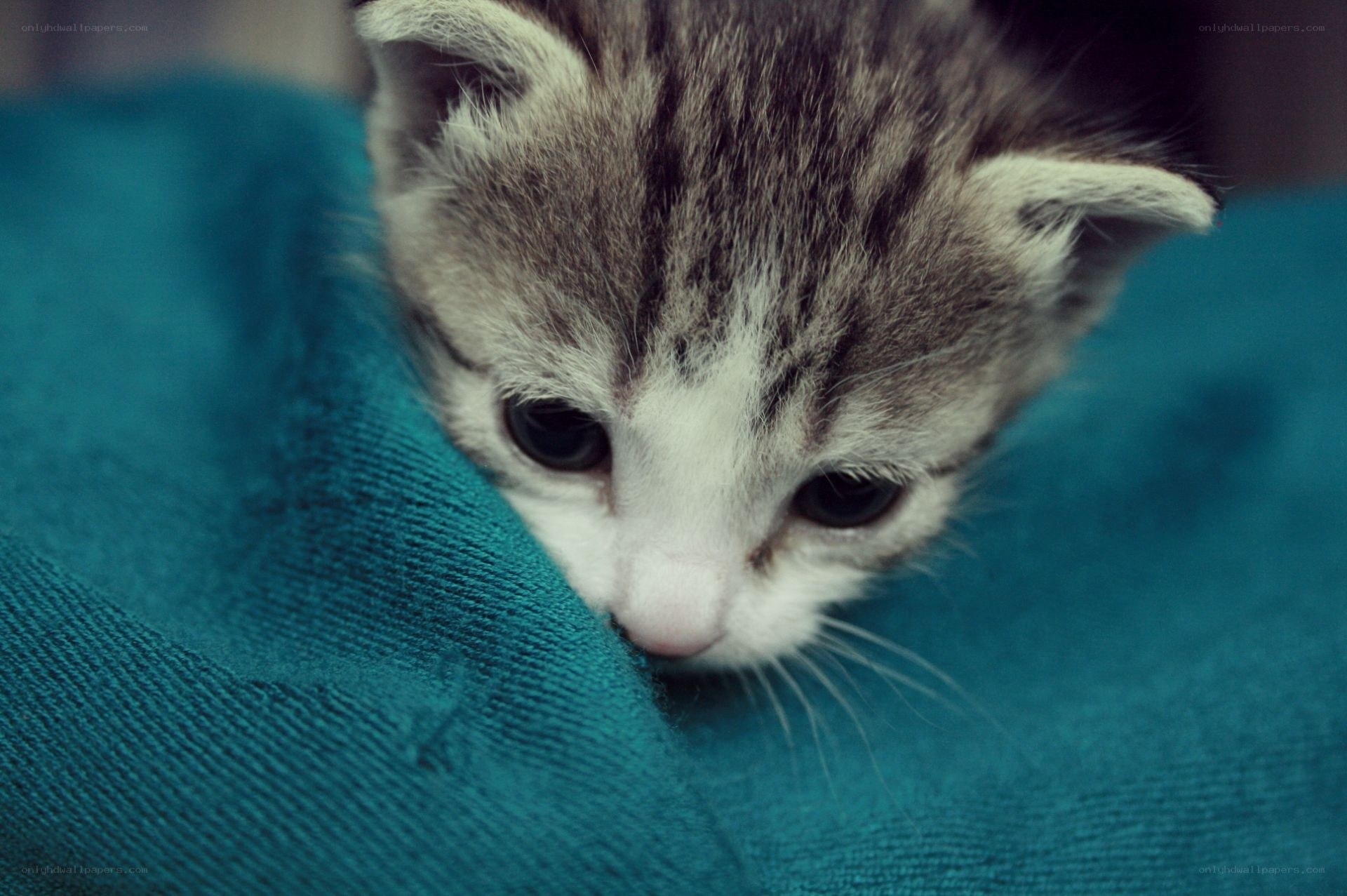 kitten on a blue blanket