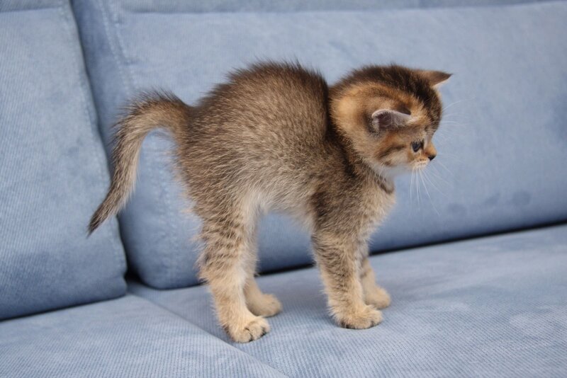 kitten on a blue couch