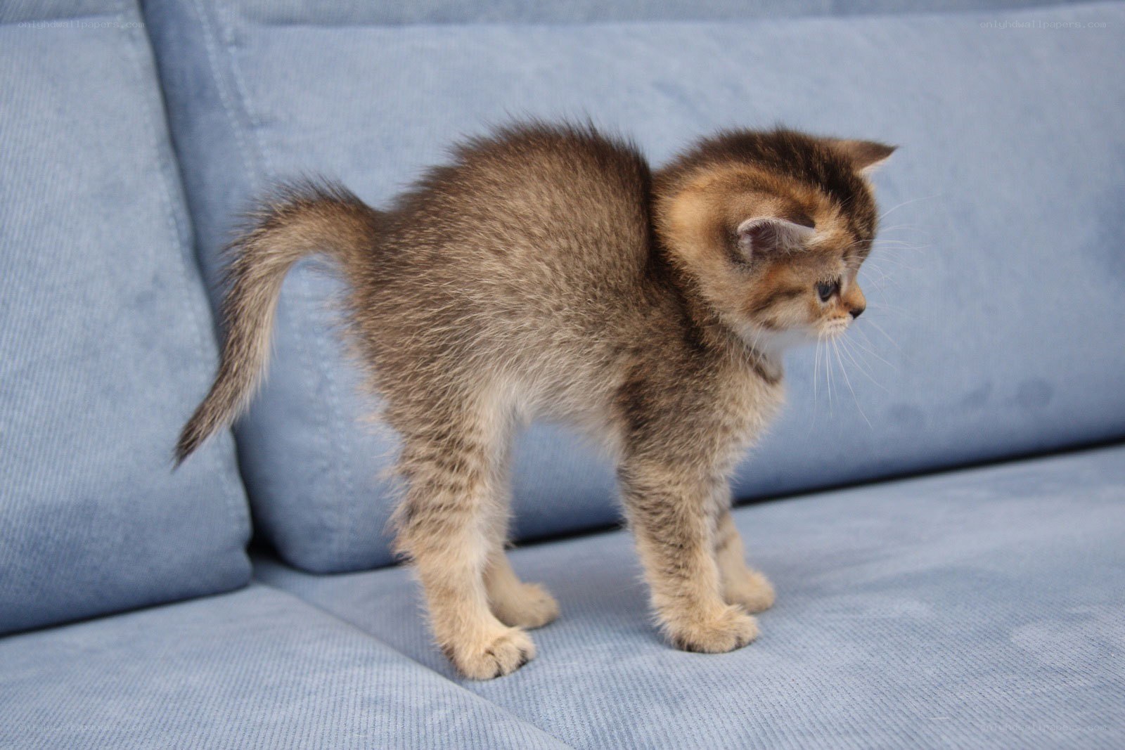 kitten on a blue couch