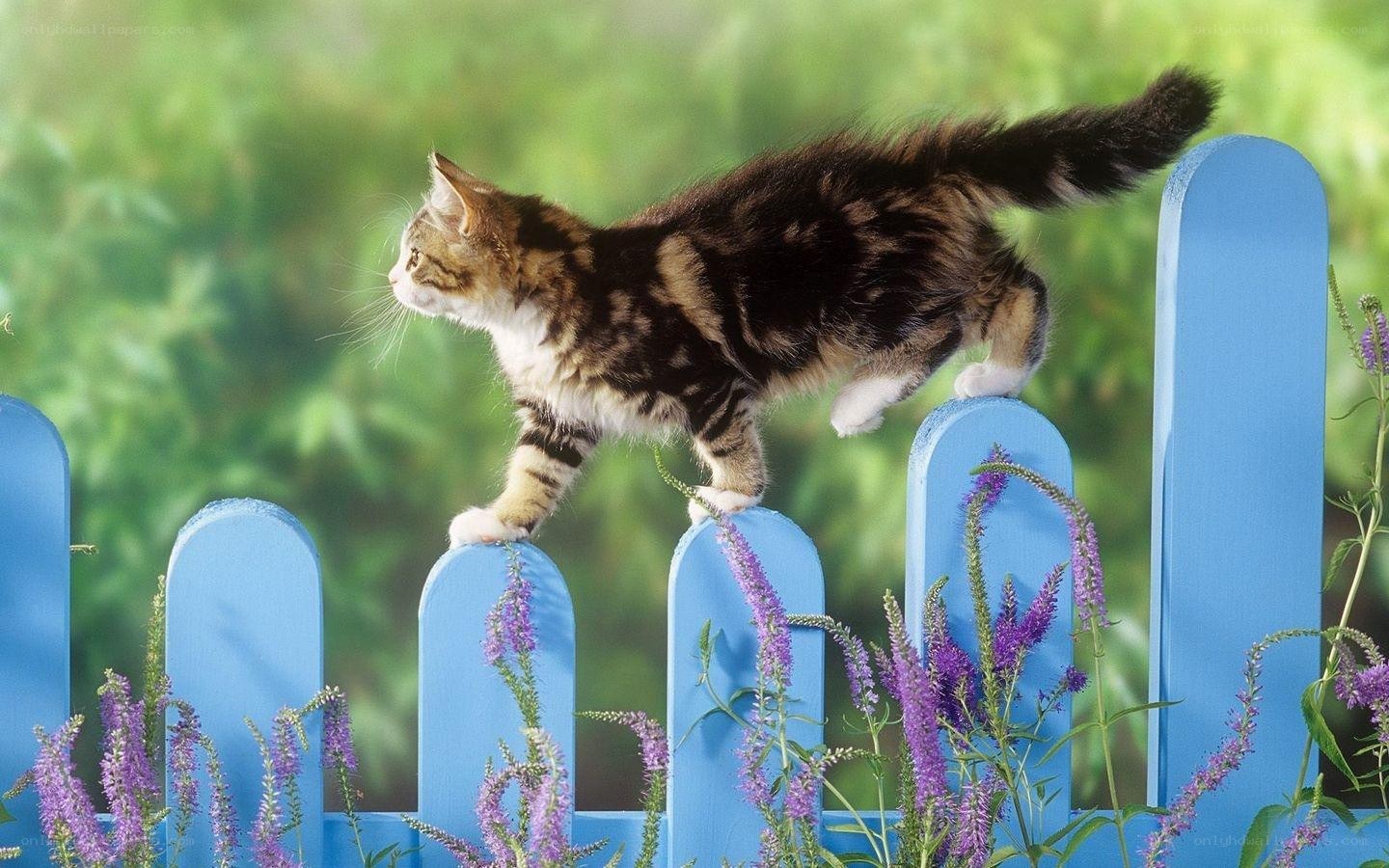 kitten on a blue fence