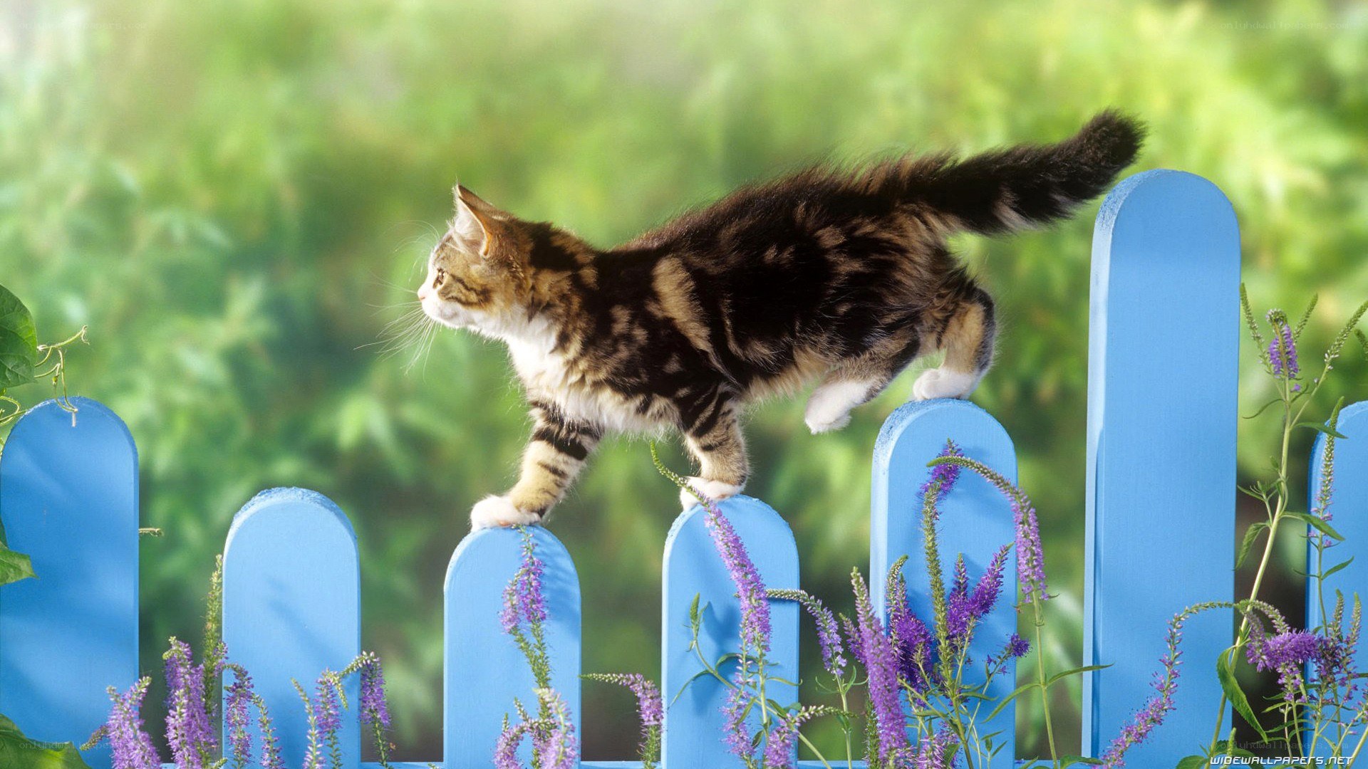 kitten on a blue fence