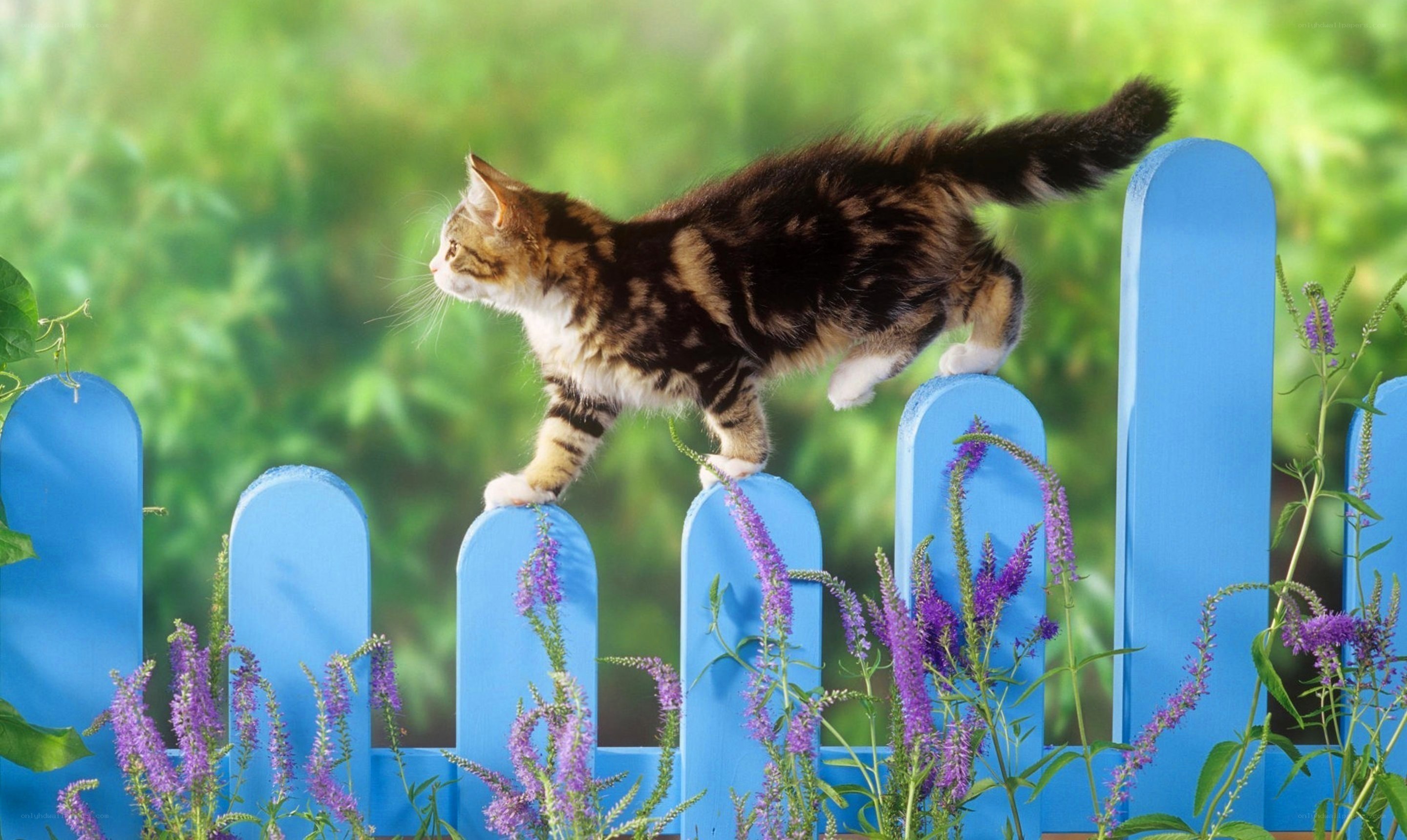 Kitten on a blue fence