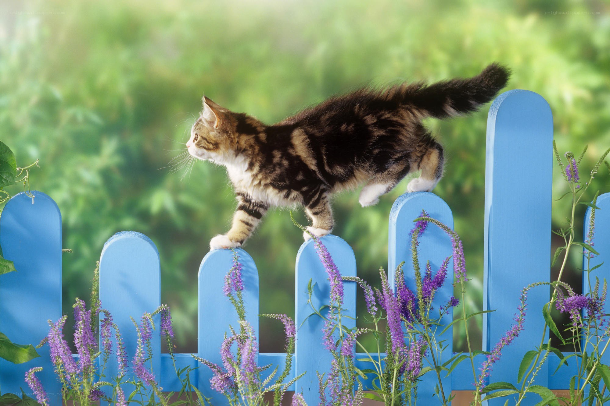 kitten on a blue fence