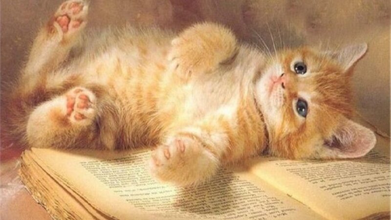 kitten on a book