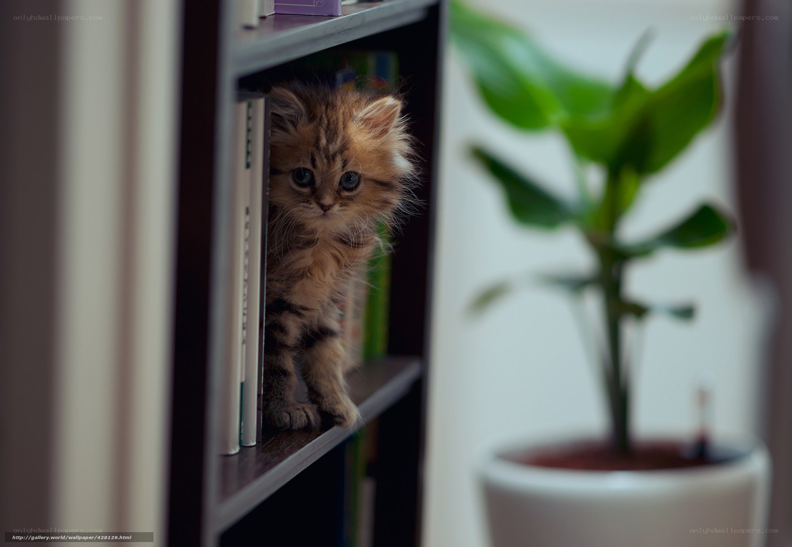 kitten on a bookshelf