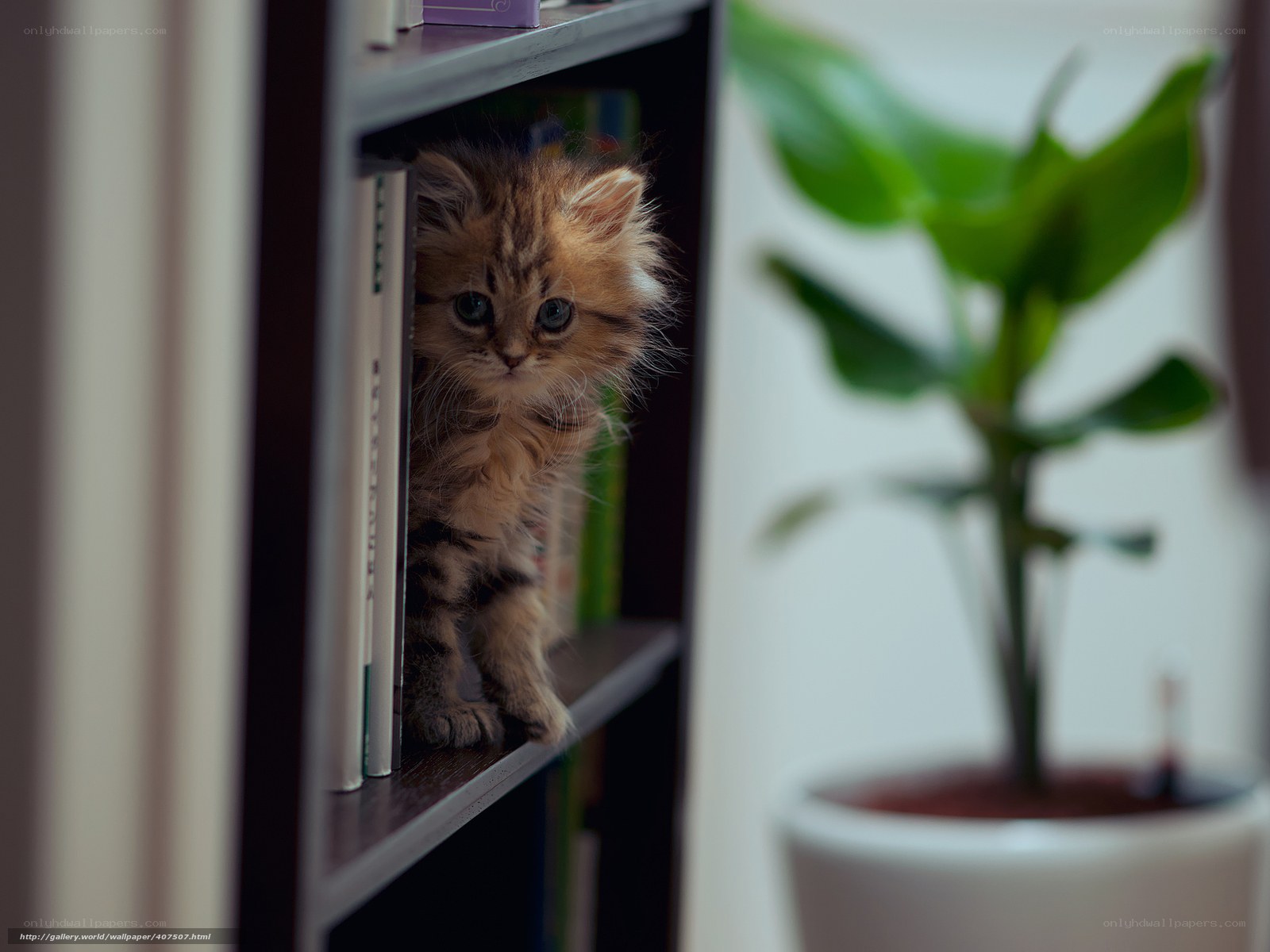kitten on a bookshelf