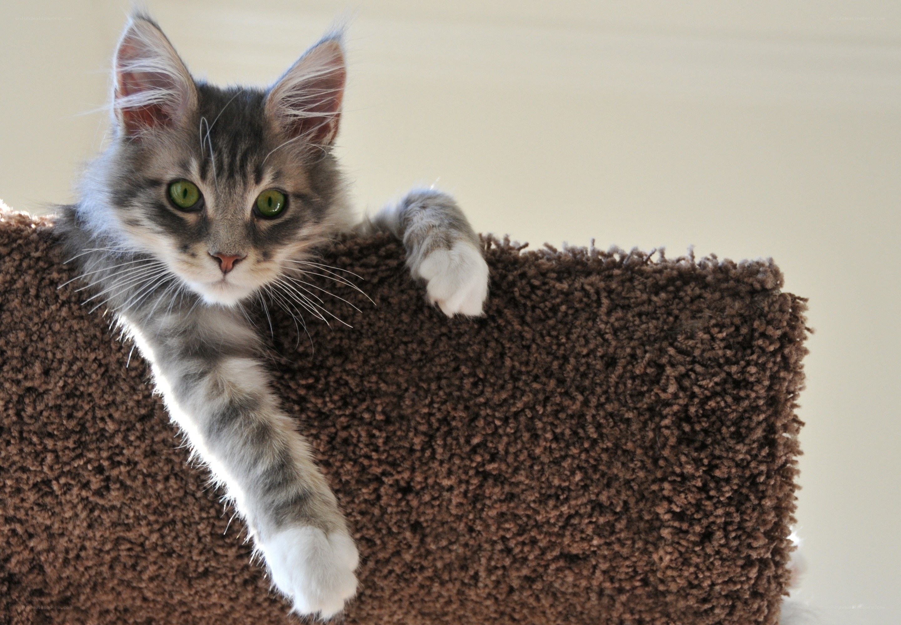 kitten on a cat tree