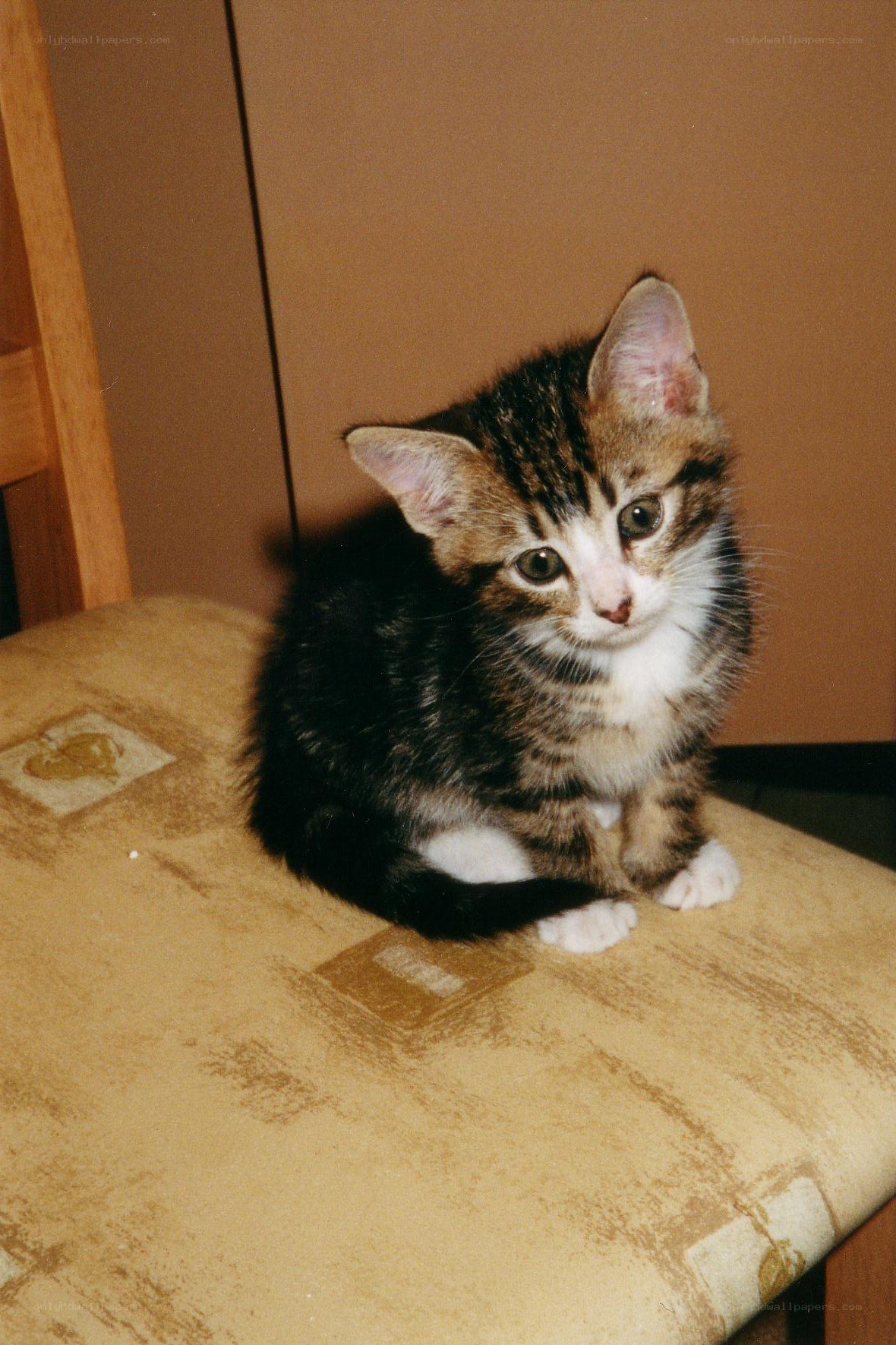 kitten on a chair