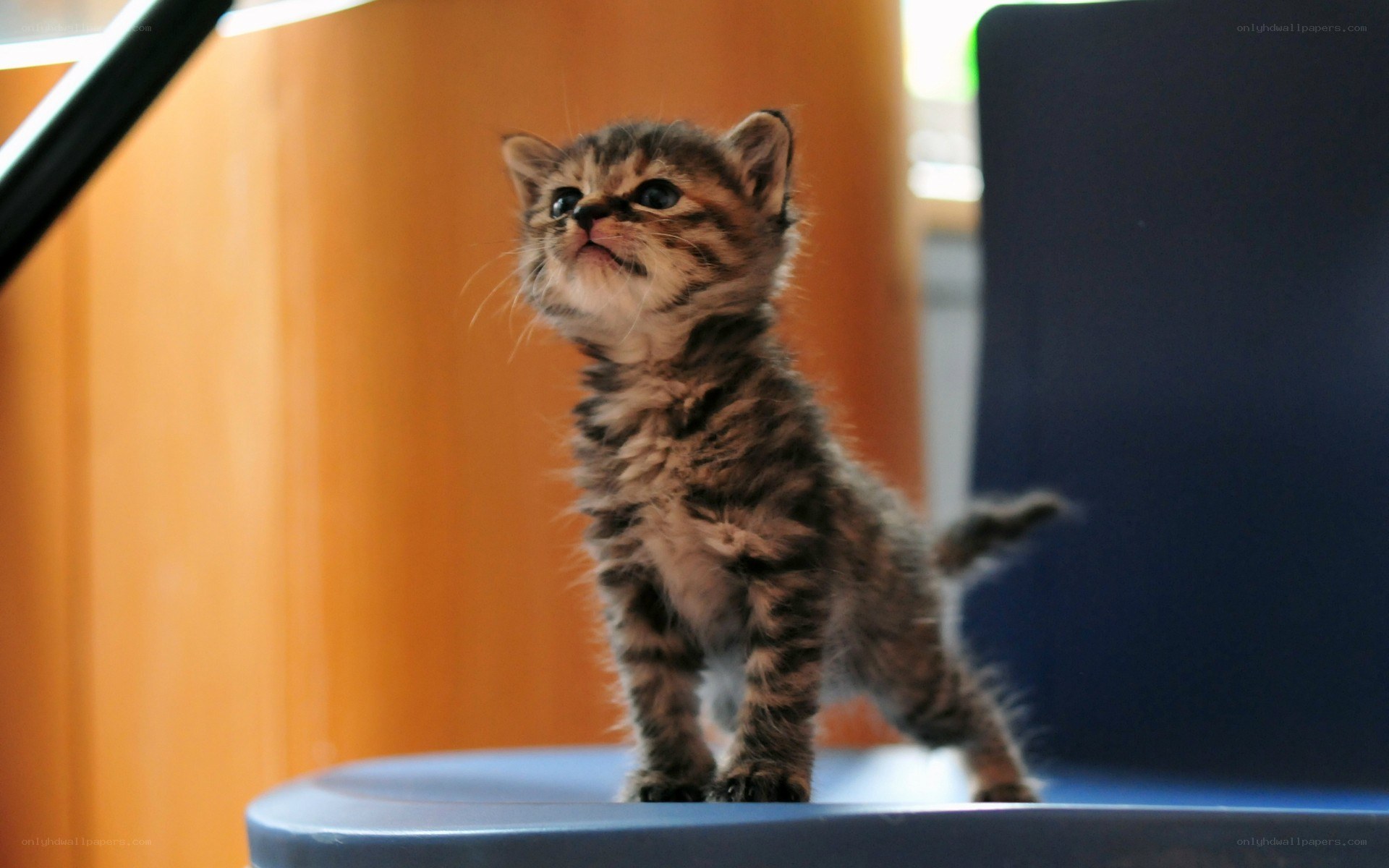 kitten on a chair