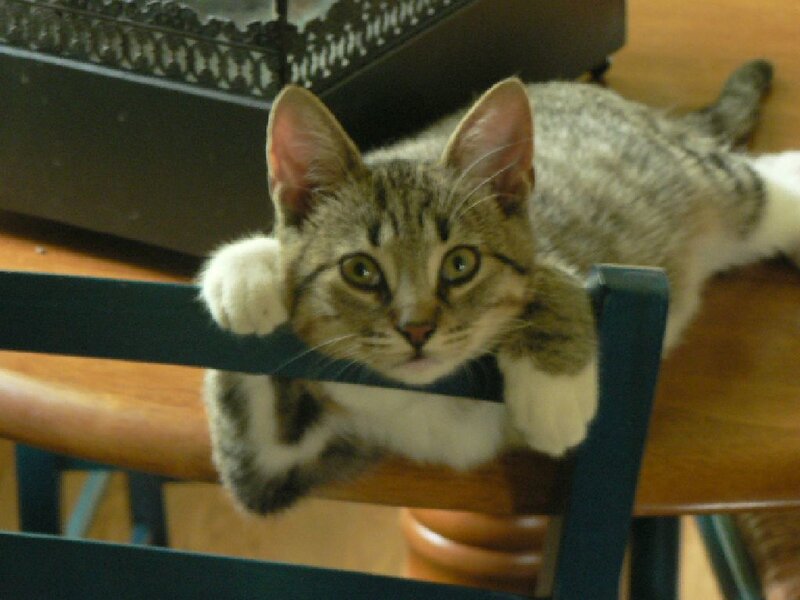 kitten on a chair