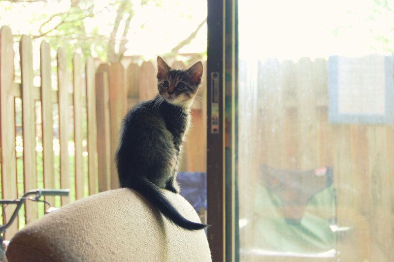 kitten on a chair by the door