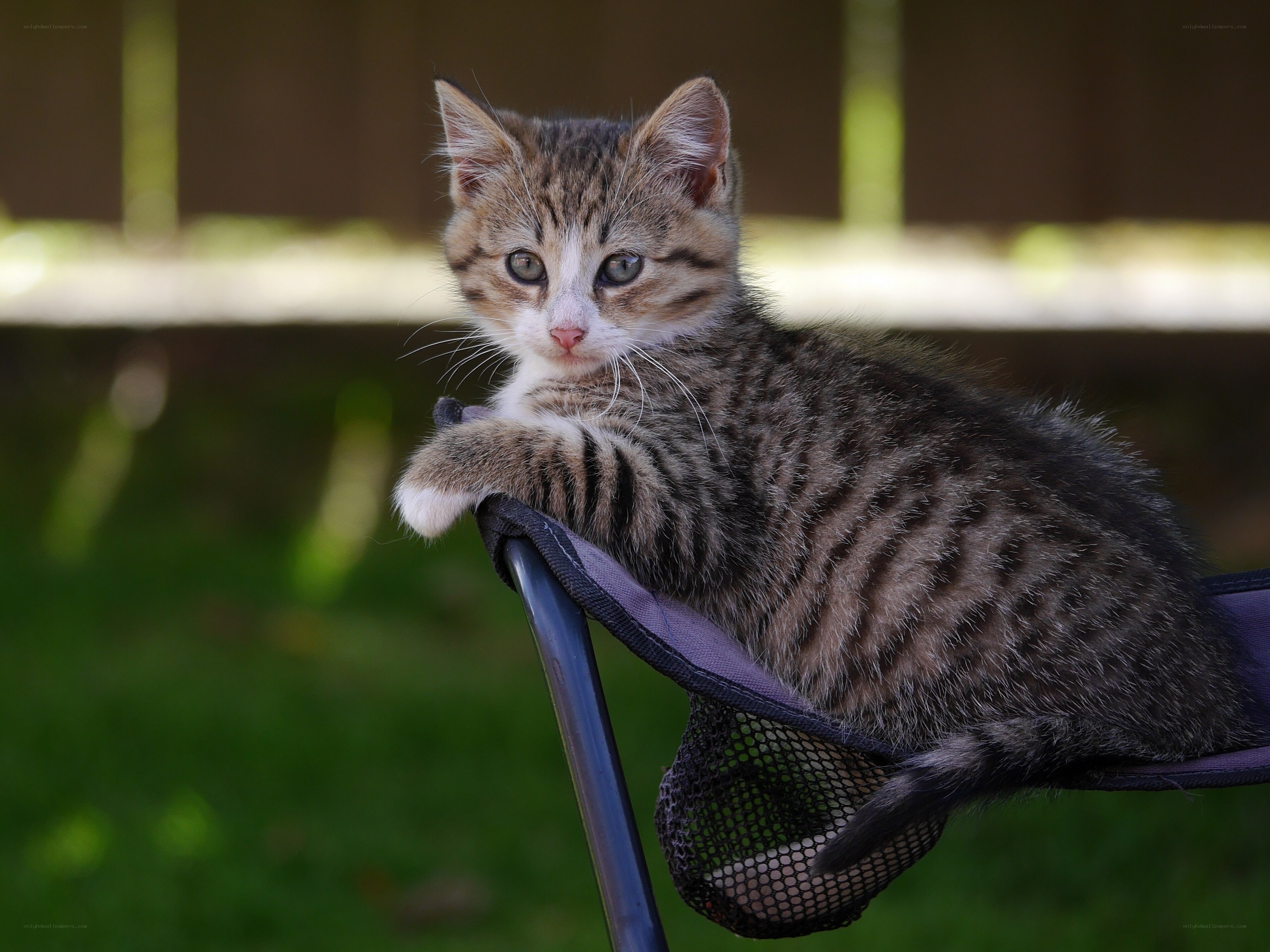 kitten on a chair