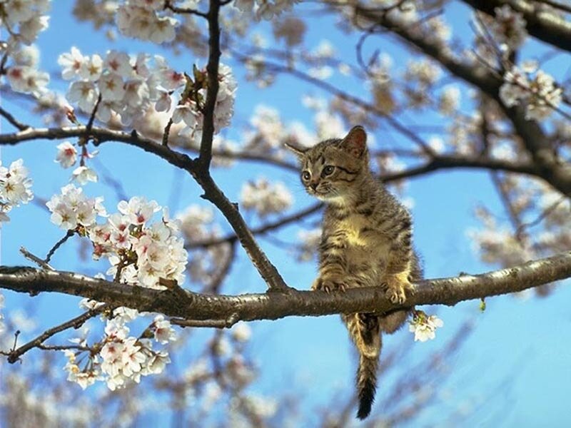 kitten on a cherry blossom branch