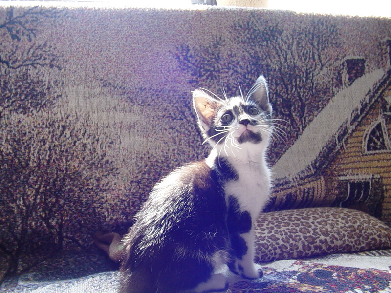 kitten on a couch