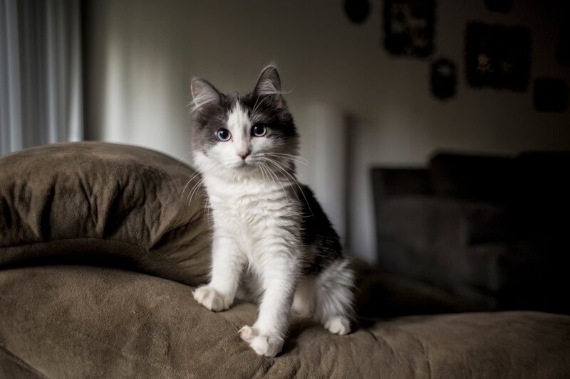 kitten on a couch