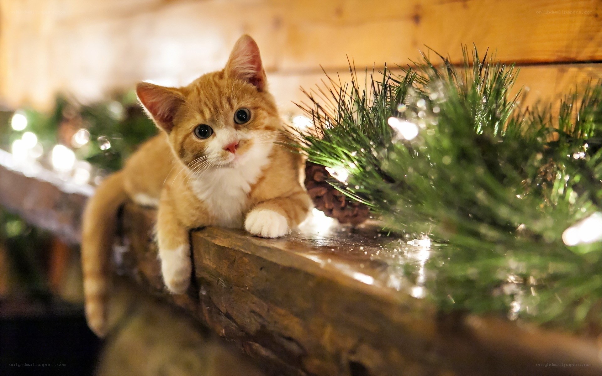 kitten on a decorated mantel