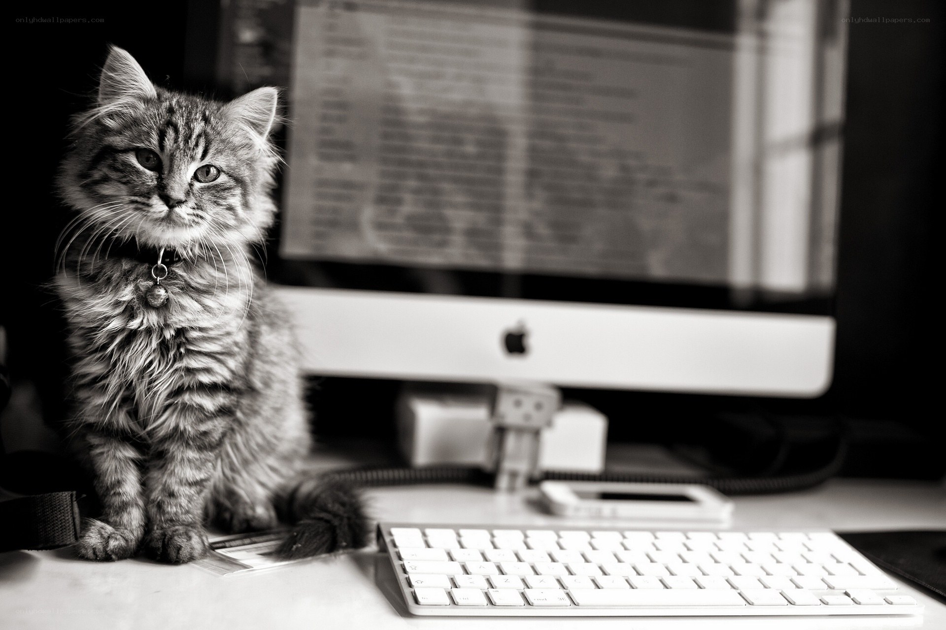 kitten on a desk