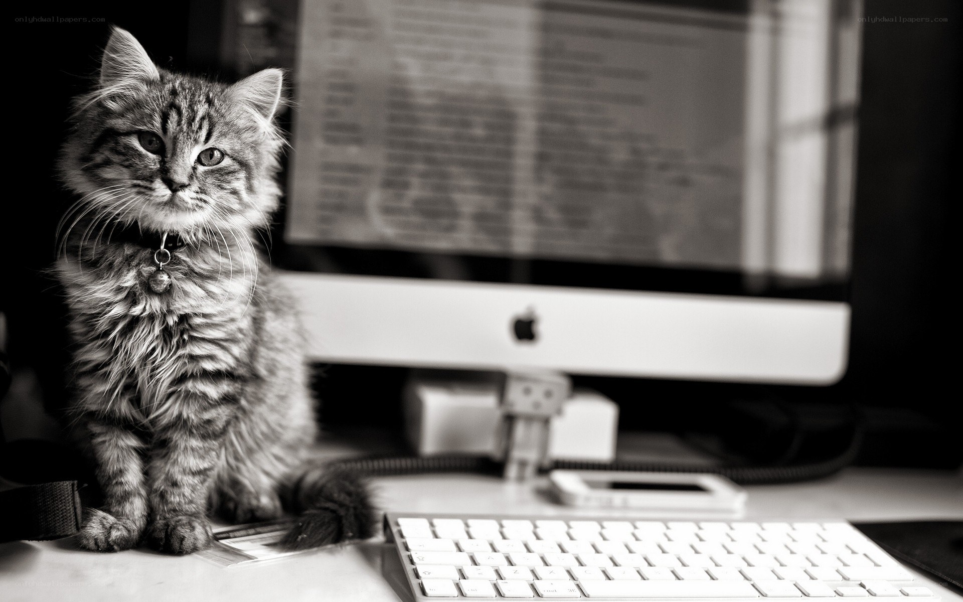 kitten on a desk