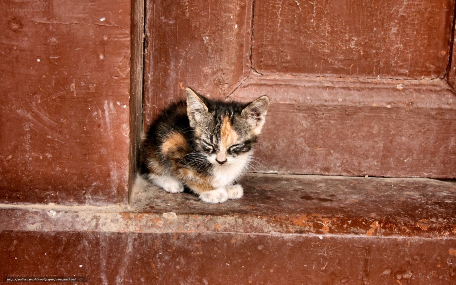 kitten on a doorstep