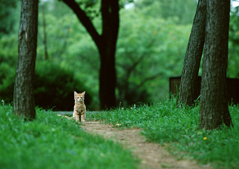 Kitten on a forest path