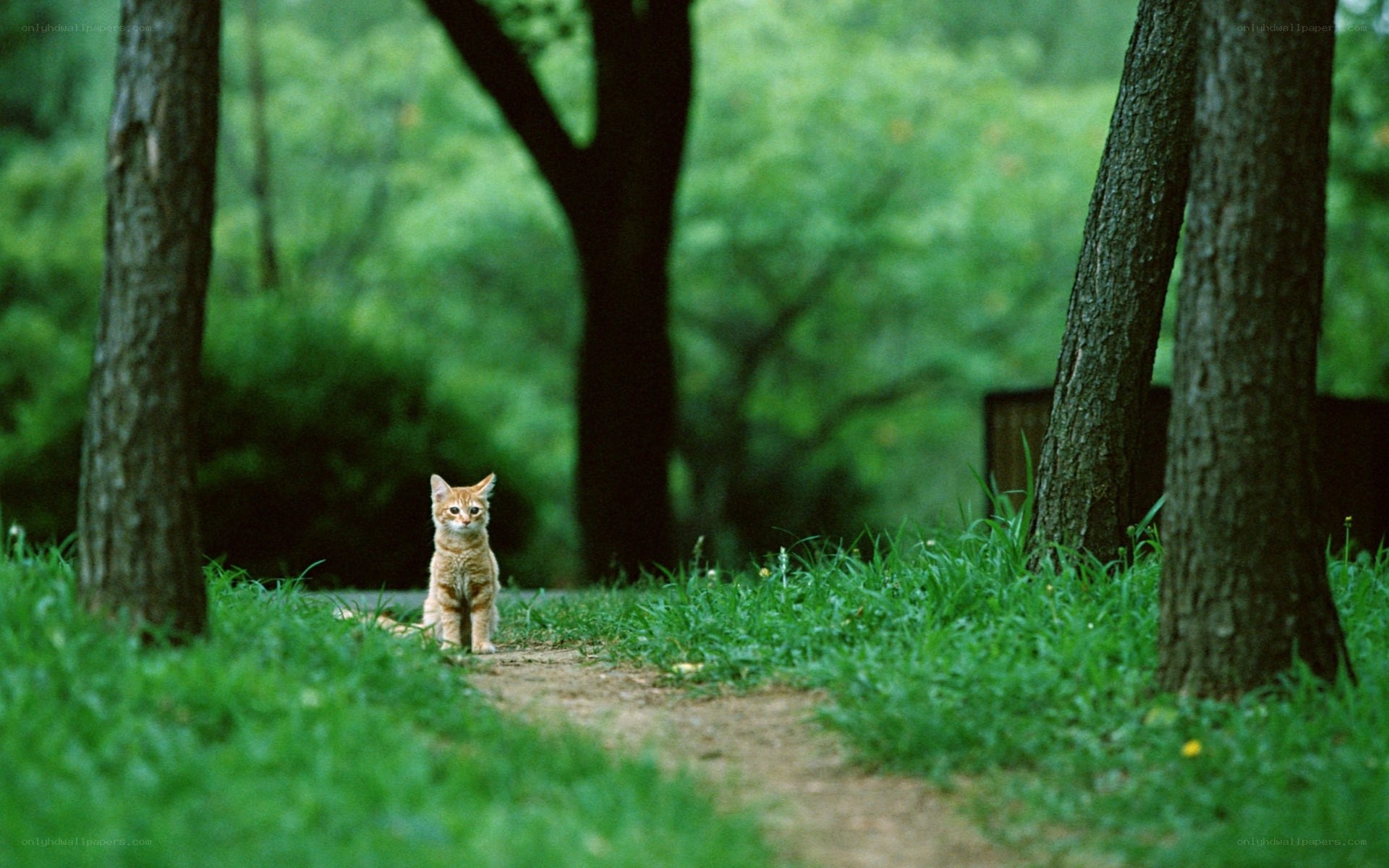Kitten on a forest path