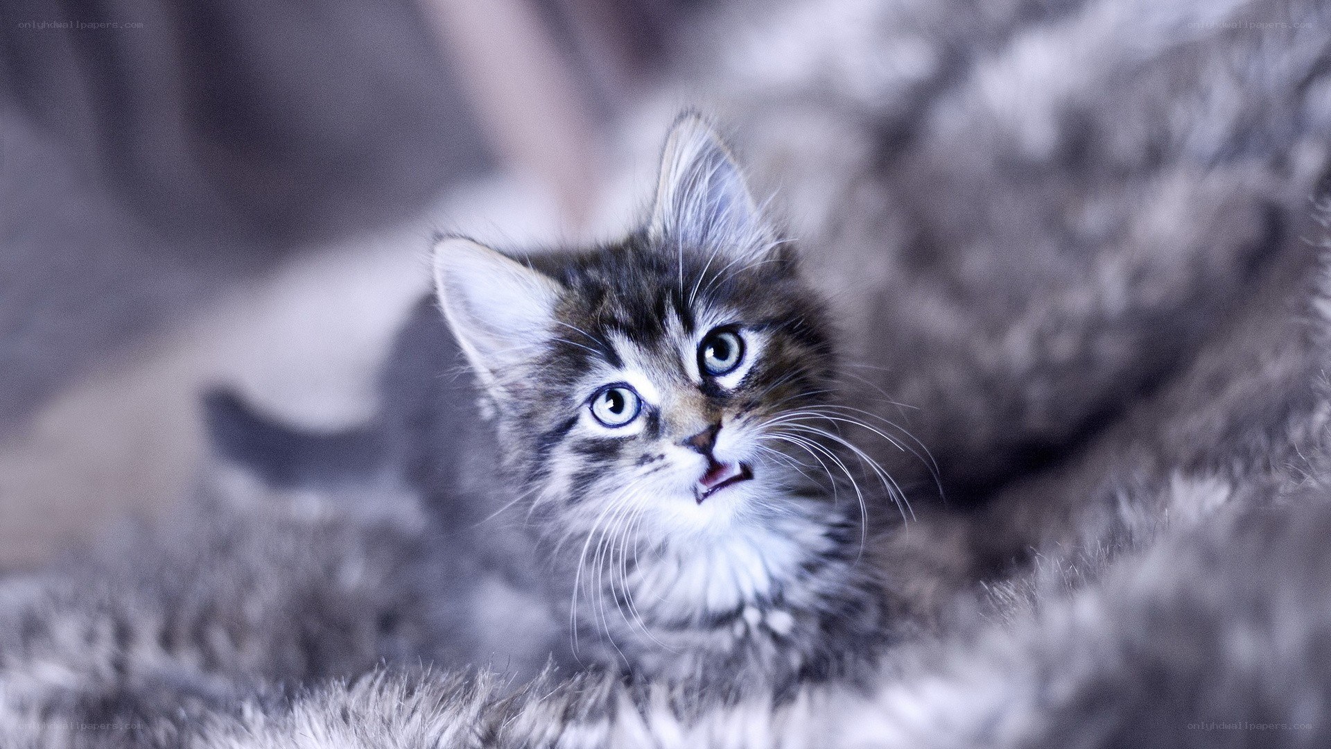 kitten on a fuzzy blanket
