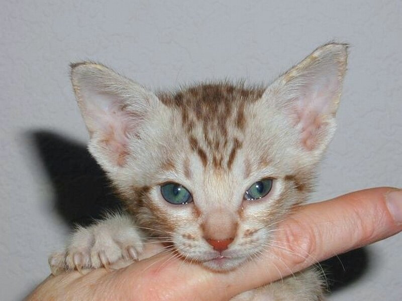 kitten on a hand