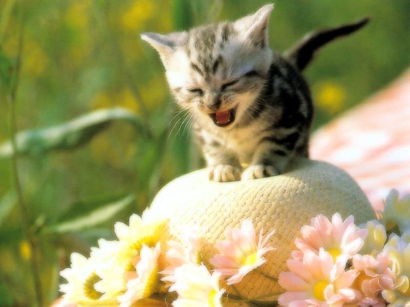 kitten on a hat with flowers