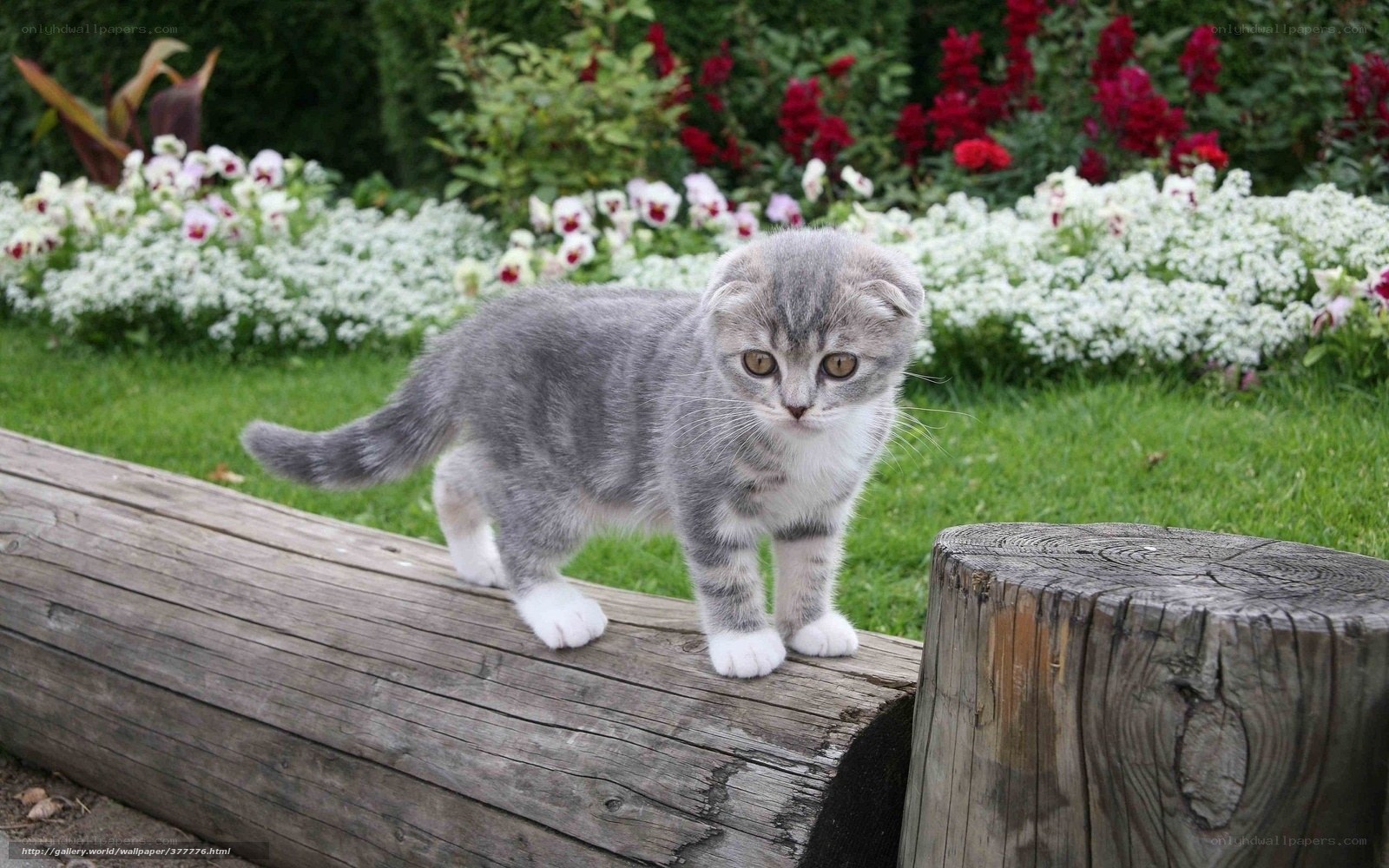 kitten on a log in garden