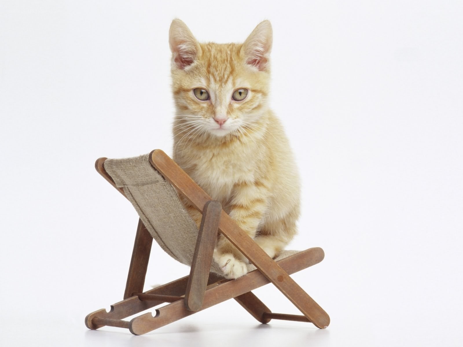 kitten on a miniature chair