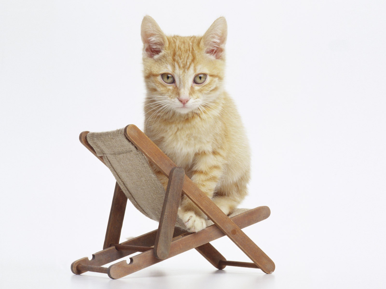 kitten on a miniature deck chair