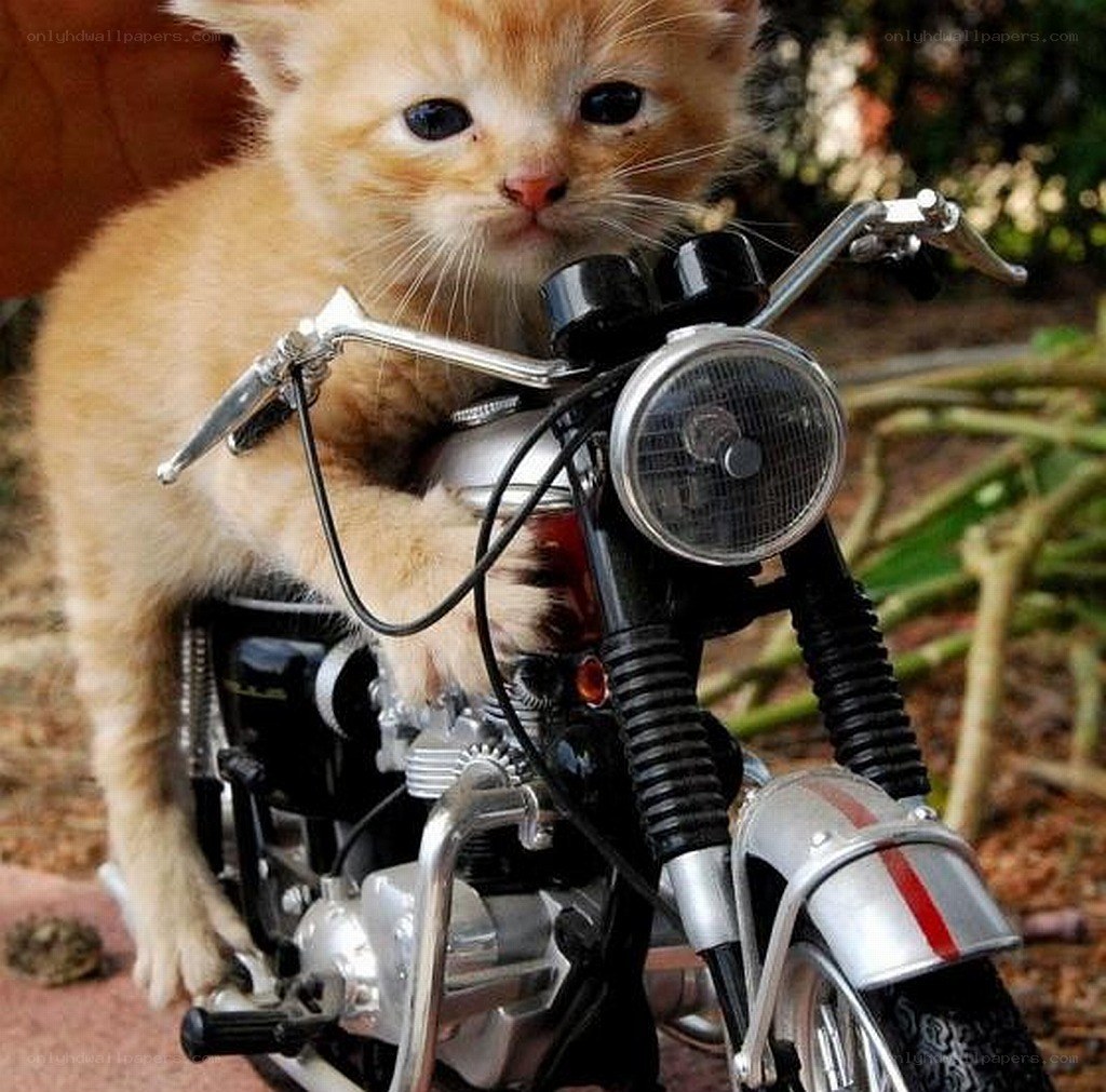 kitten on a motorcycle