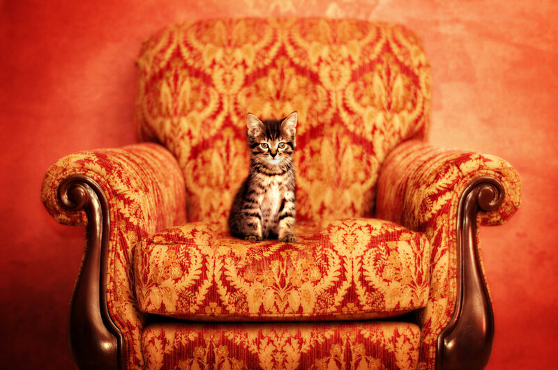 kitten on a patterned armchair