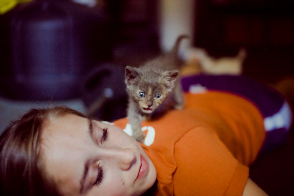 kitten on a person's back