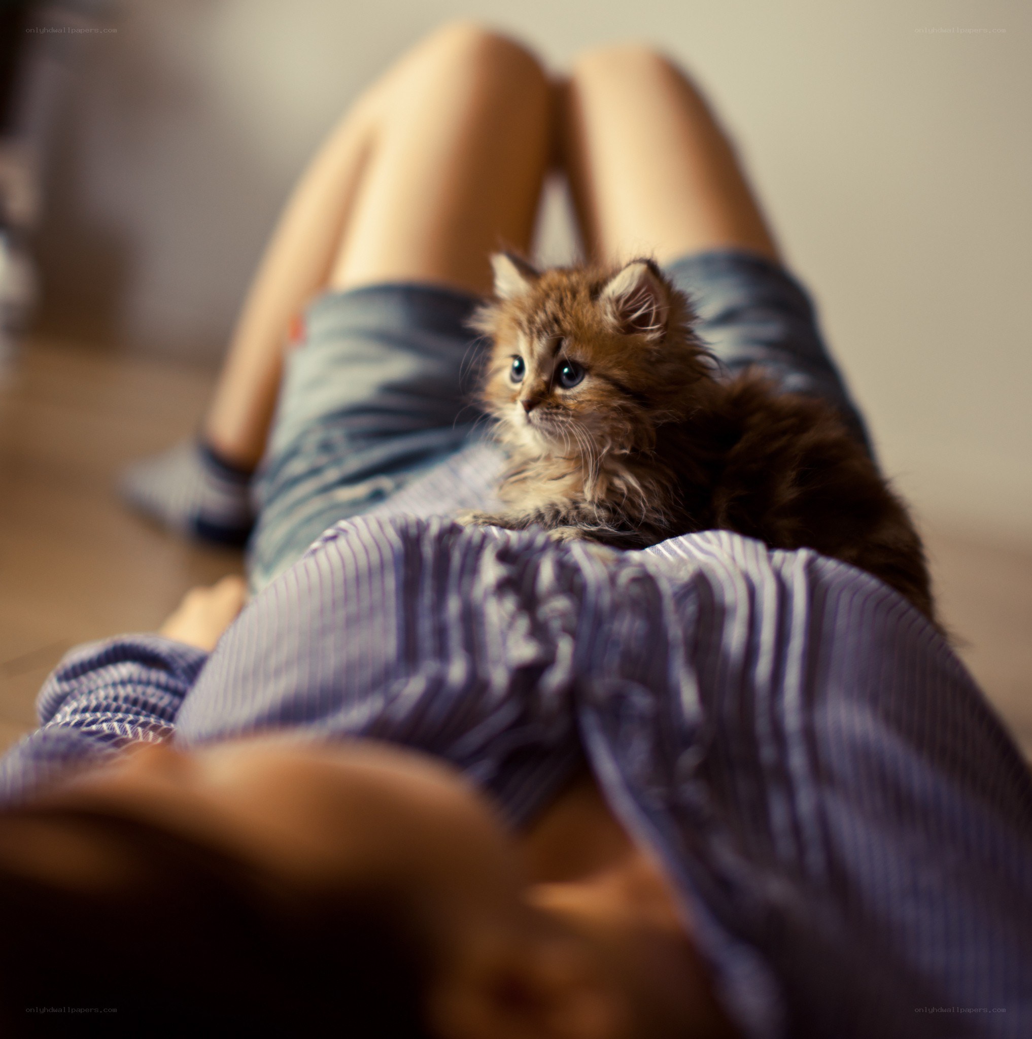 kitten on a person's lap
