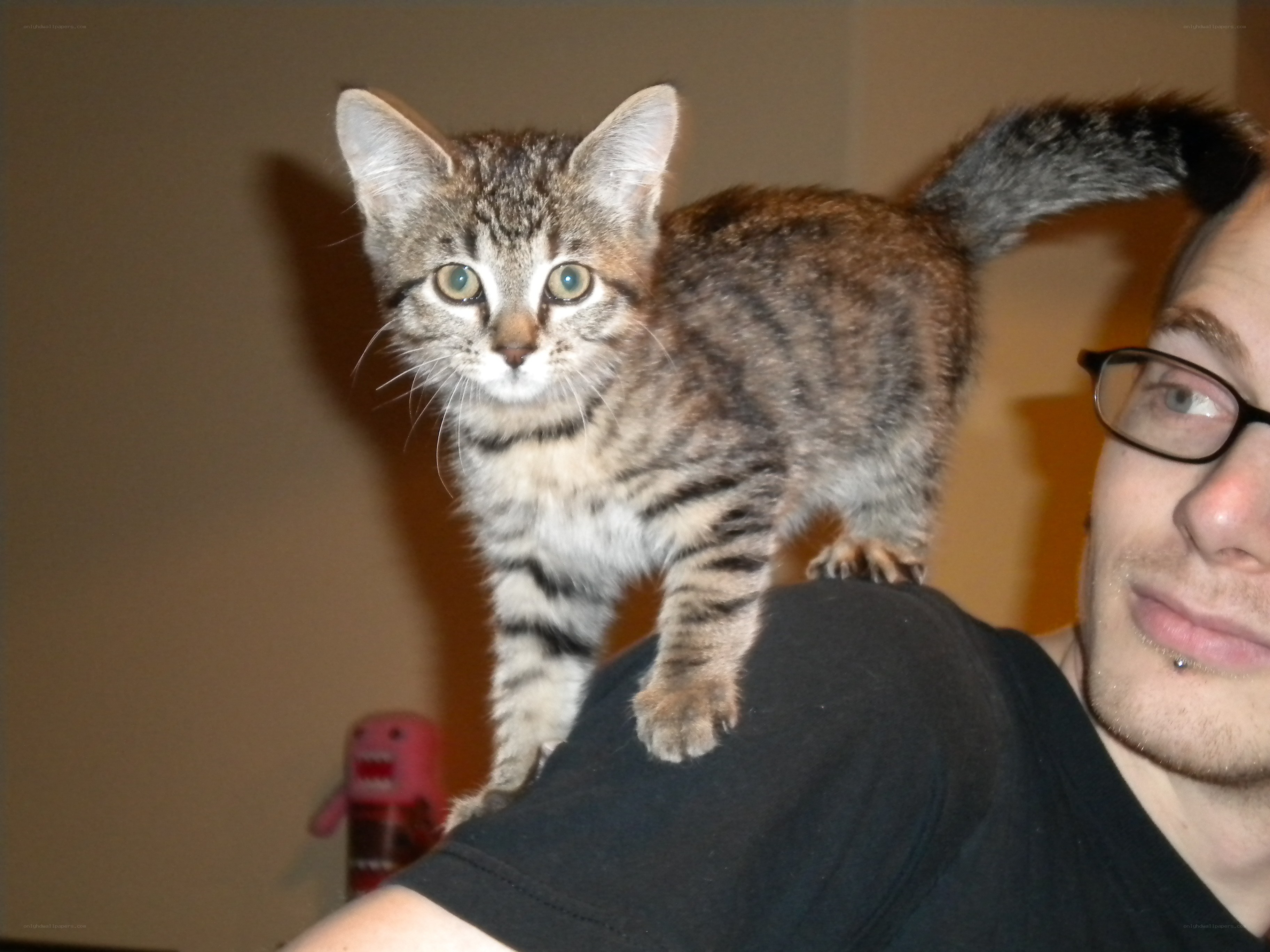 kitten on a person's shoulder