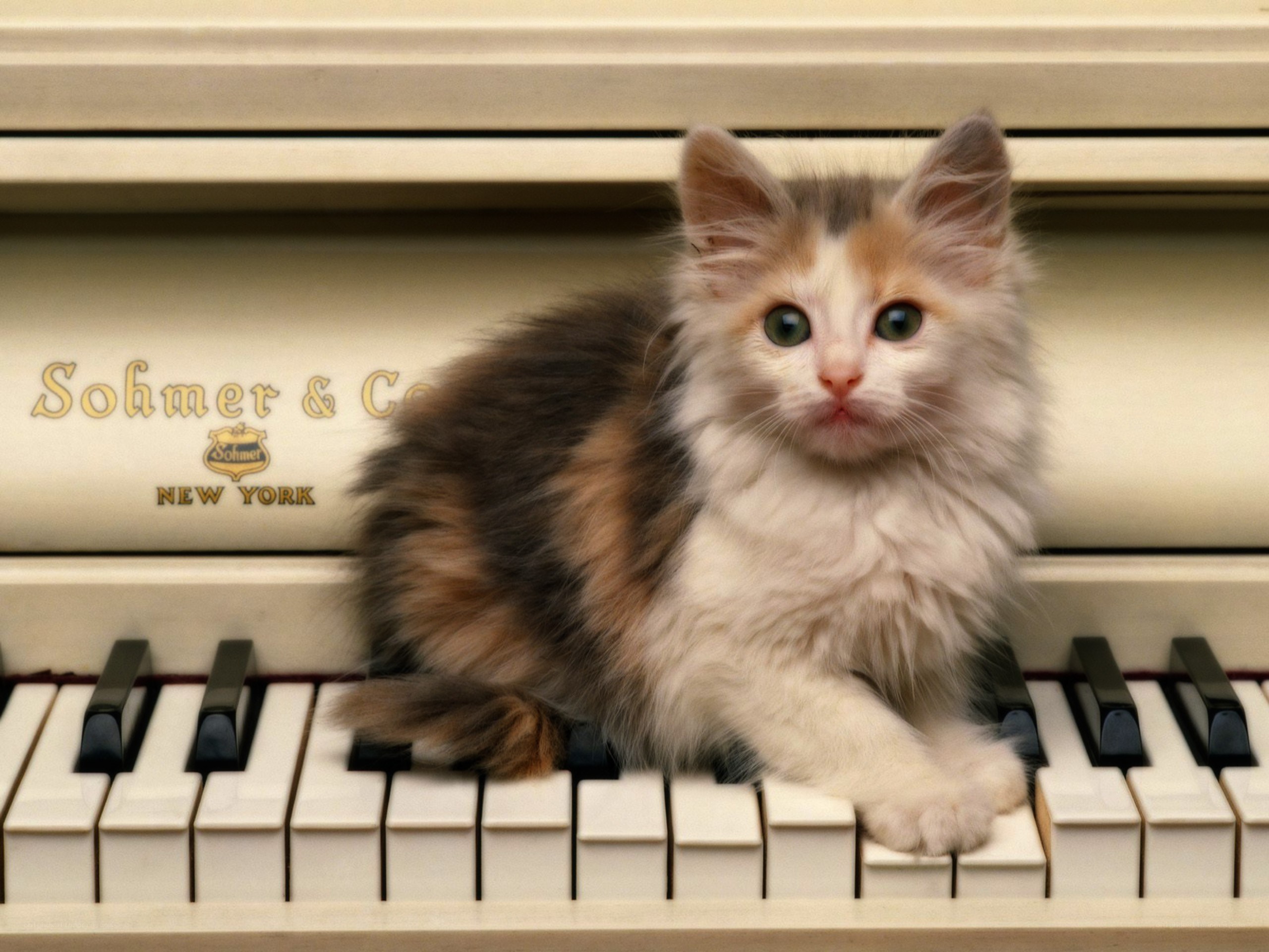 kitten on a piano
