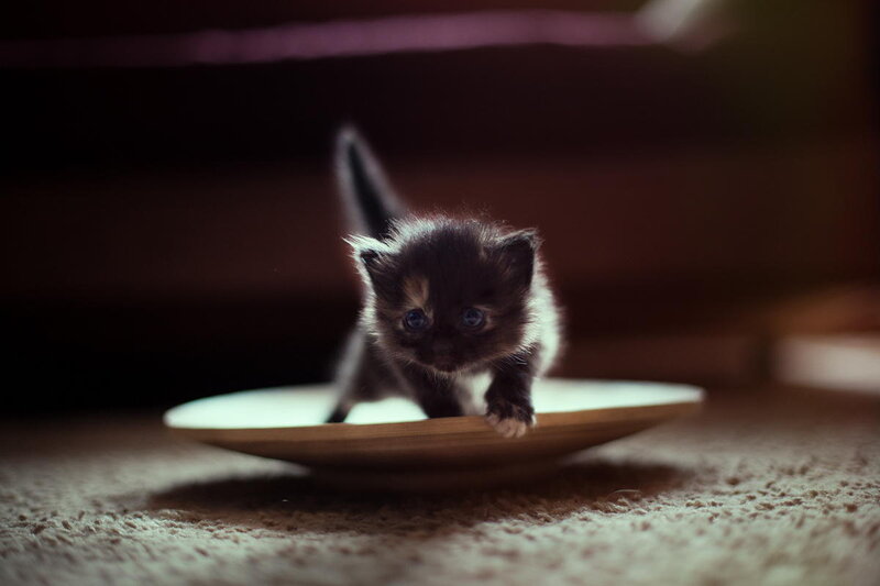 Kitten on a Plate