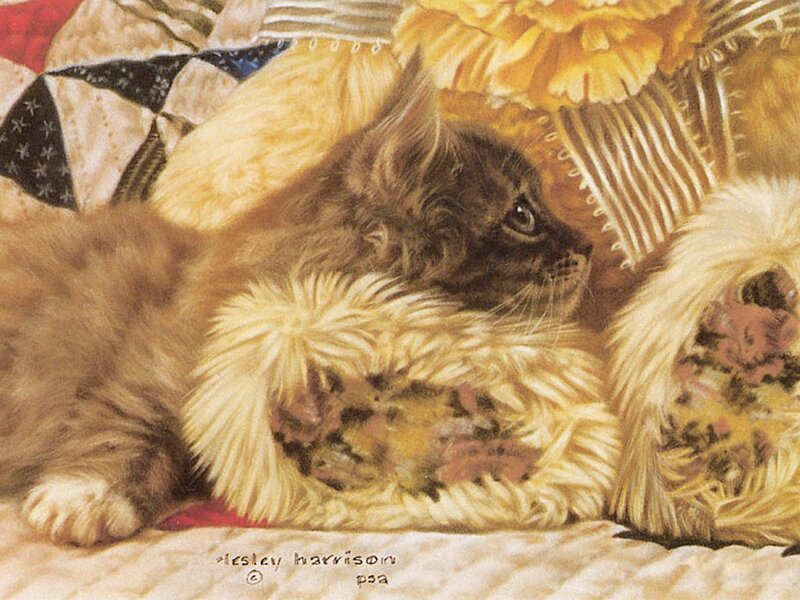 kitten on a quilt